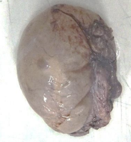 Description of the image